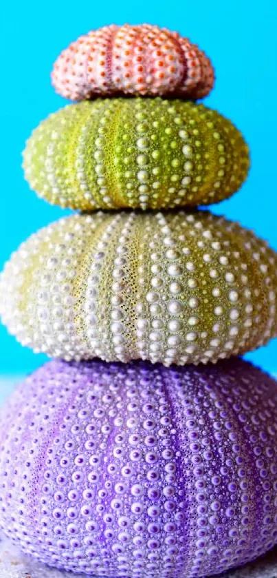 Vibrant stacked sea urchins with blue background.