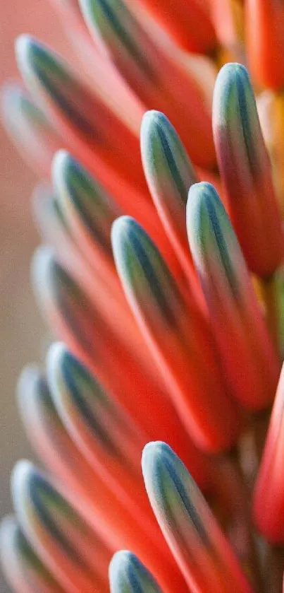 Close-up of colorful succulent plant leaves.