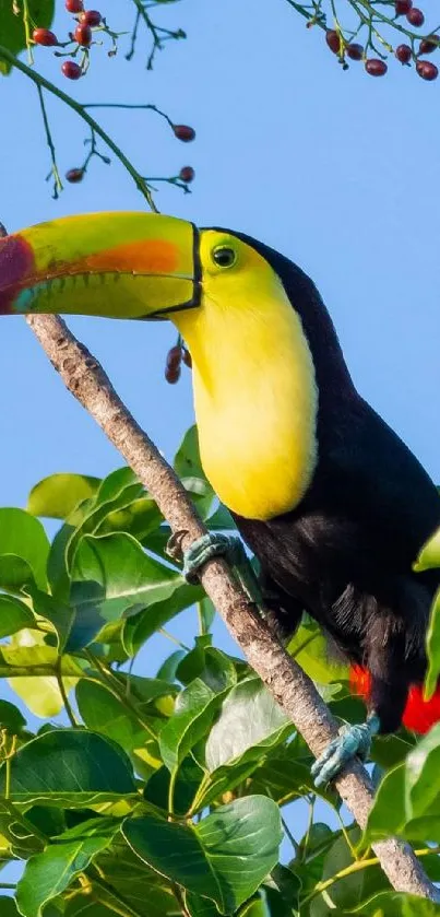 Vibrant toucan with colorful beak on a branch, set against a blue sky.