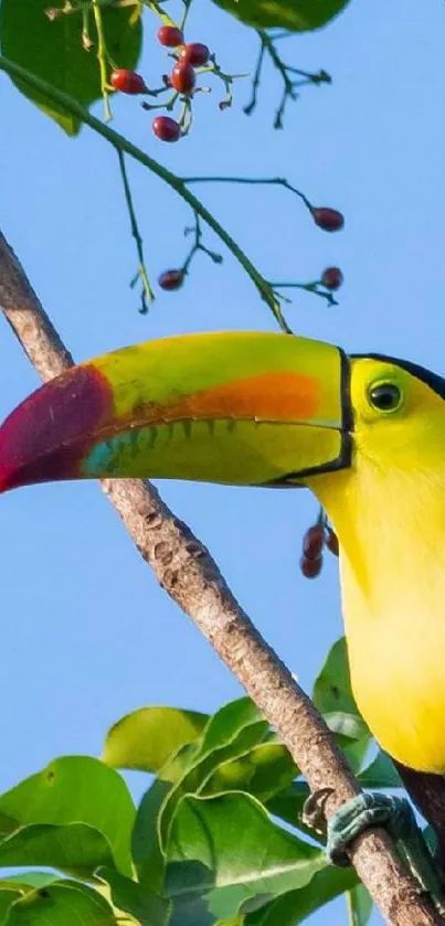 Colorful toucan with vibrant beak in lush greenery.