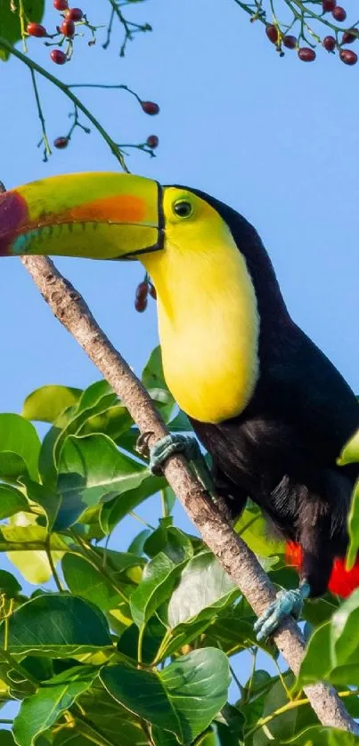 Colorful toucan on a branch amid green leaves.