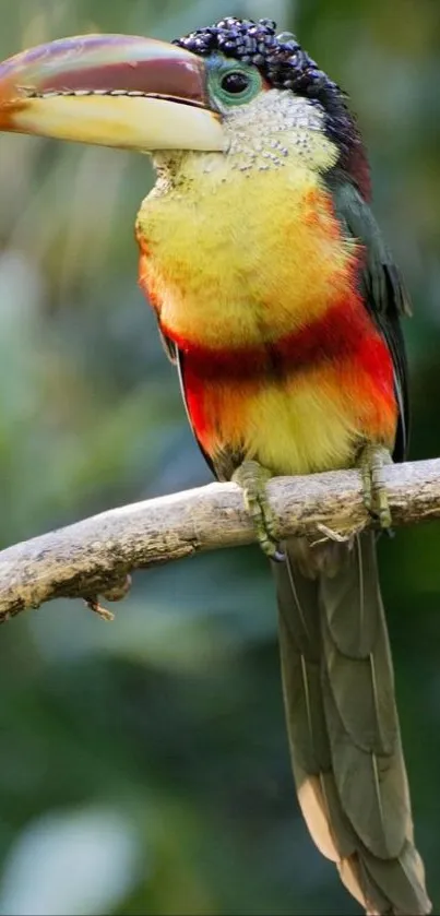 Vibrant toucan perched on a branch with a lush green background.