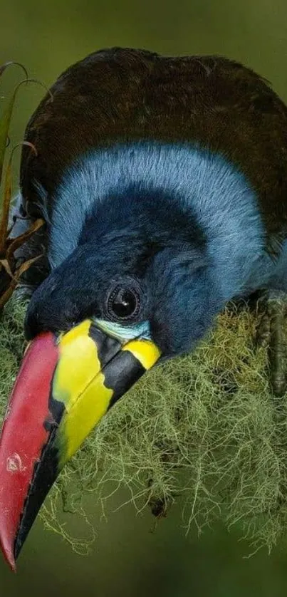 Vibrant toucan with colorful beak perched on lush branch.