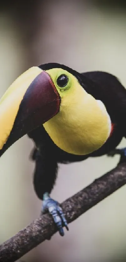 A vibrant toucan perched on a branch with a large, colorful beak in the foreground.