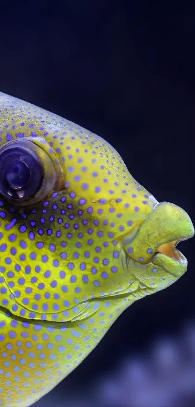 Close-up photo of a colorful tropical fish underwater.