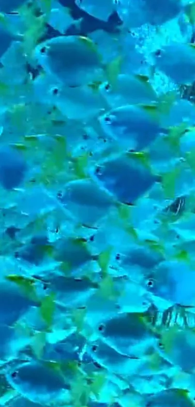 School of vibrant tropical fish swimming in clear blue ocean water.