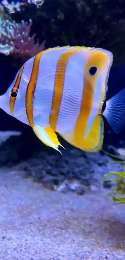 Vibrant orange and white striped fish swimming underwater against a blue backdrop.