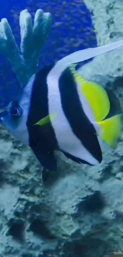 Vibrant tropical fish swimming in the ocean.