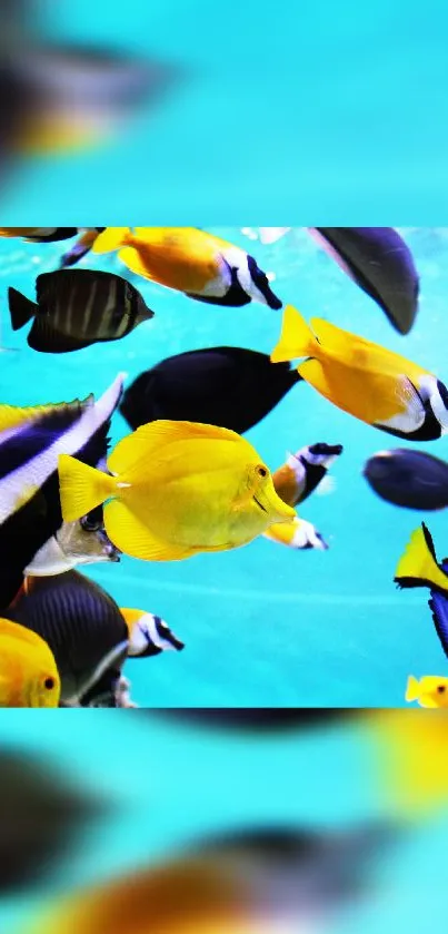 Colorful tropical fish swimming underwater in a vibrant ocean scene.