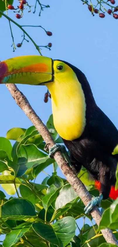 Vibrant toucan on branch with green leaves and blue sky background.