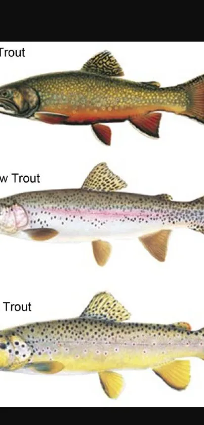 Illustration of brook, rainbow, and brown trout fish species.