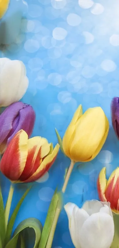 Vibrant tulip blooms on a blue background, perfect for a nature-themed mobile wallpaper.