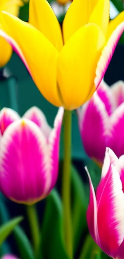 Vibrant yellow and pink tulips in bloom, perfect for a floral phone wallpaper.