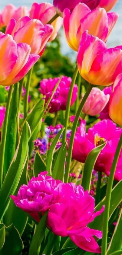 Vibrant pink tulips under a blue sky.