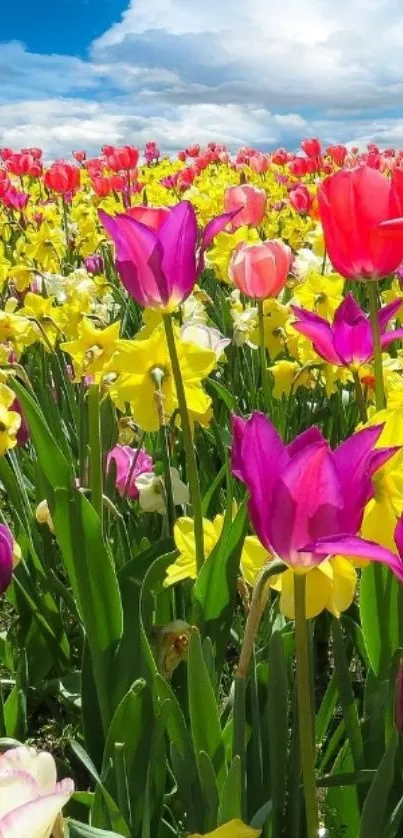 Vibrant tulip field under a blue sky mobile wallpaper.