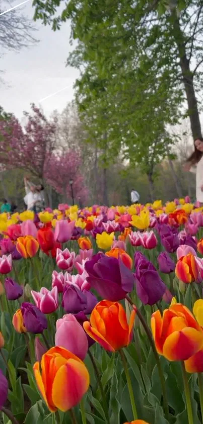 Vibrant tulip field under a green tree canopy, perfect for mobile wallpaper.