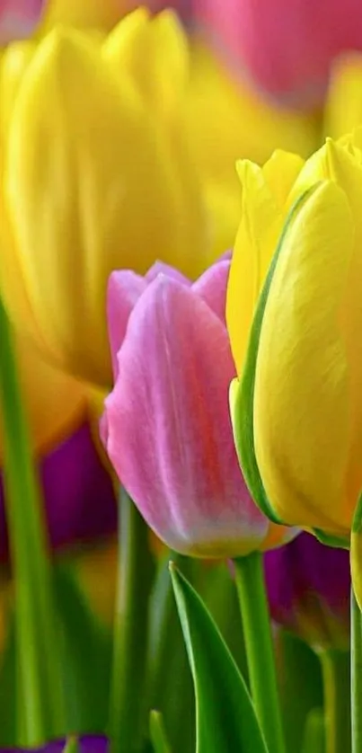 Colorful tulips in yellow, pink, and purple hues.