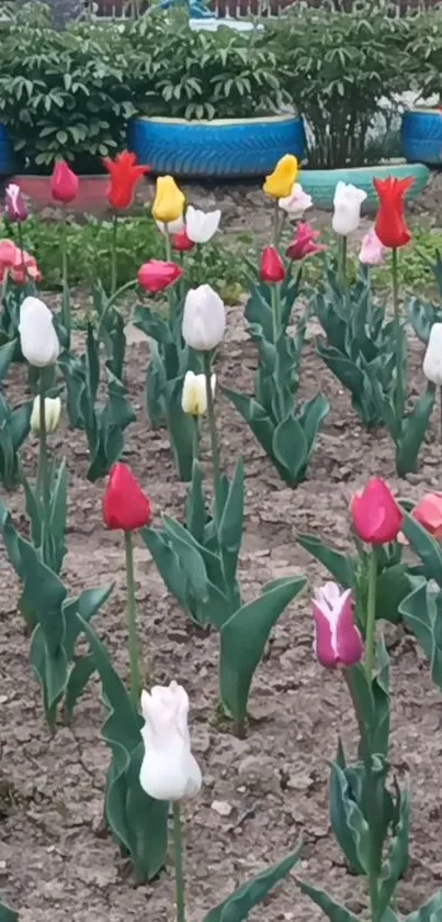 Colorful tulips blooming in a vibrant garden.