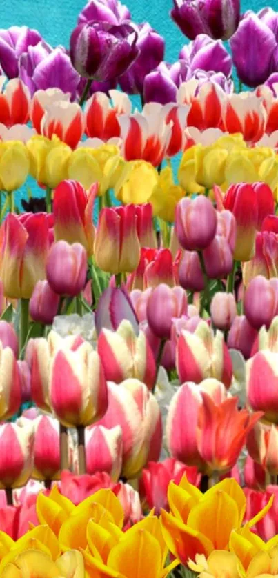 Vibrant tulip garden wallpaper with colorful blossoms.