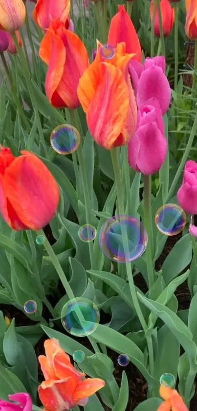 Colorful tulips with bubbles in a garden setting.