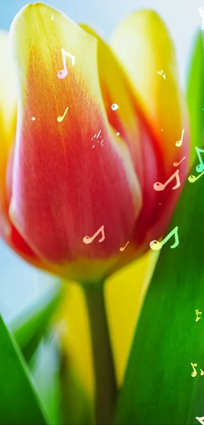 Yellow and red tulip with musical notes design.