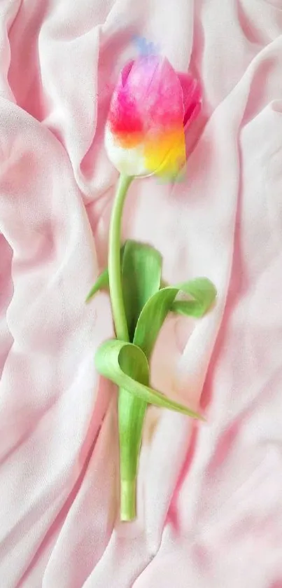 Colorful tulip on a soft pink fabric background.