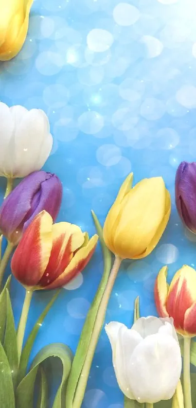 Colorful tulips with a blue sky background.