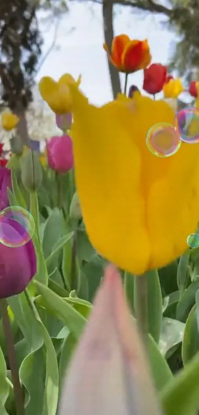 Vibrant tulip garden with bubbles and colorful blooms.