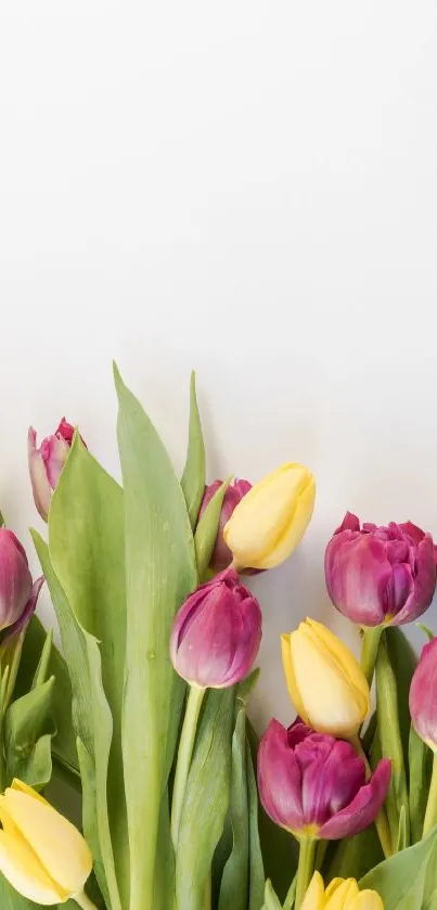 Colorful tulips in purple and yellow on a white background, perfect for spring vibes.