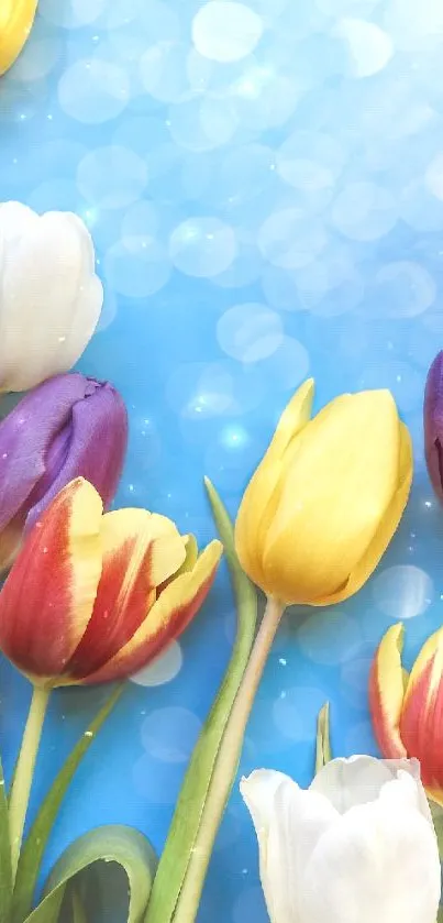 Vibrant tulips with a blue bokeh background for mobile wallpaper.