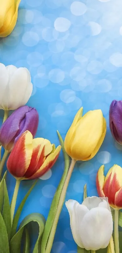 Colorful tulips against a bright blue sky with bokeh effect.