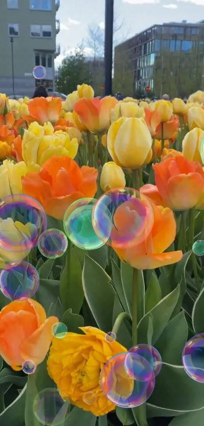 Vibrant orange and yellow tulips with bubbles in a garden.