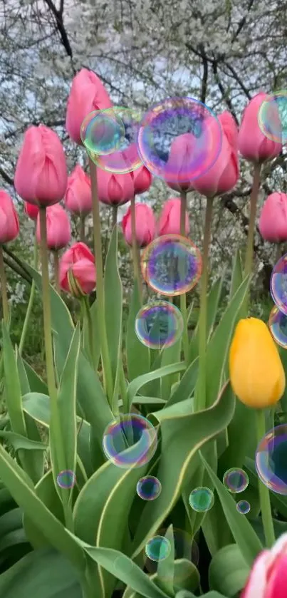 Mobile wallpaper with pink tulips and colorful bubbles.