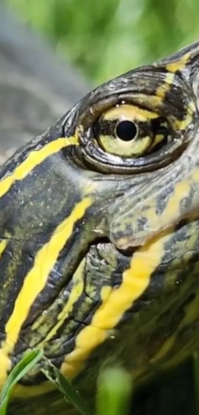 Close-up image of a turtle with vibrant green and yellow patterns.