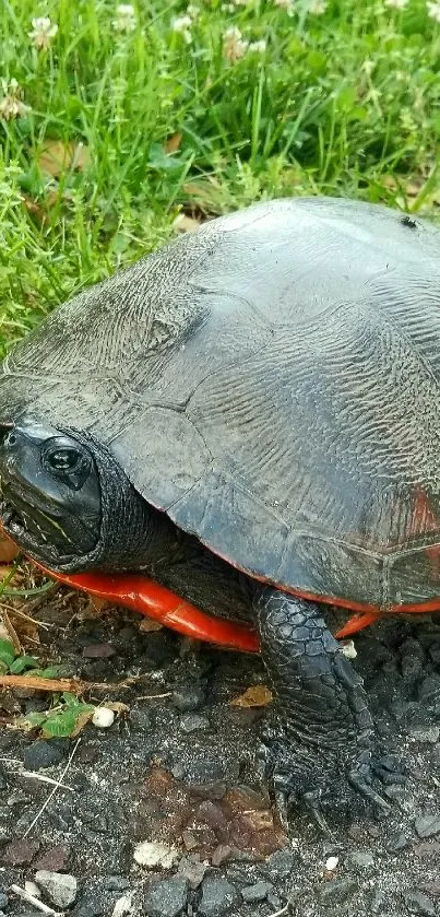 Turtle with textured shell on green grassy path.