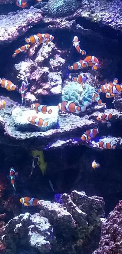 Clownfish swimming among vibrant corals in an aquarium setting.