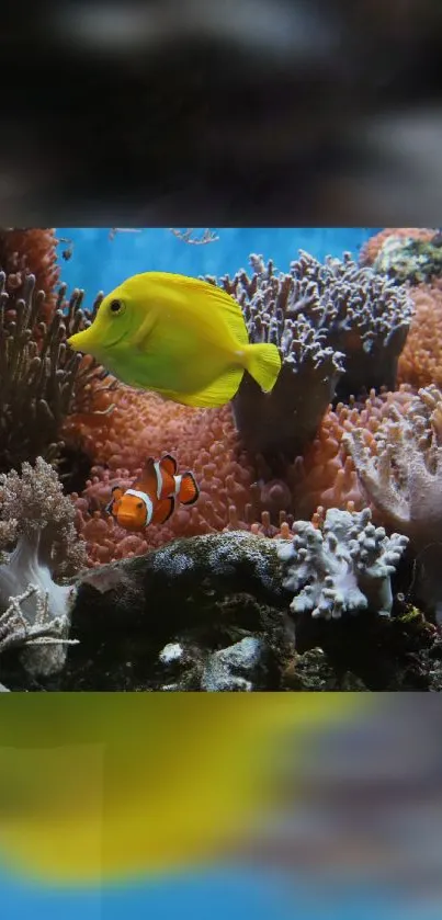 Yellow and orange fish swimming in a colorful coral reef underwater.