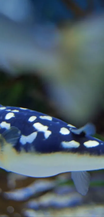 Colorful fish swimming underwater in clear blue water.