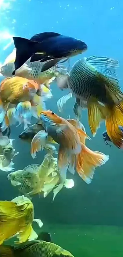 Vibrant underwater scene with colorful fish swimming.