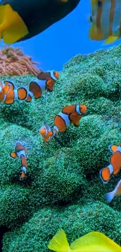 Clownfish swimming in a colorful coral reef underwater.