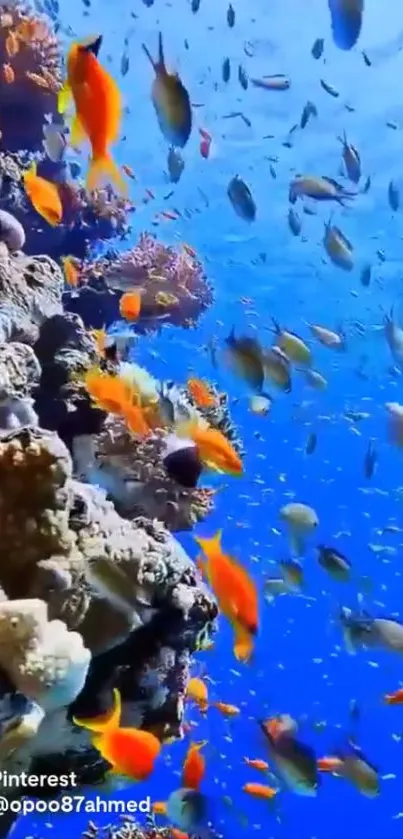 Vibrant underwater scene with colorful fish and coral reefs.
