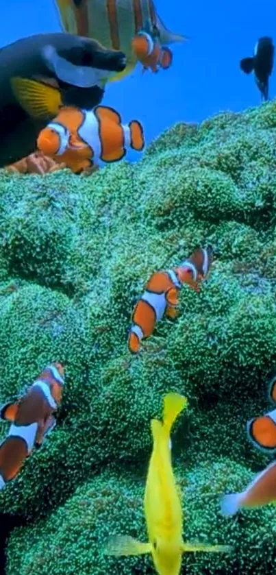 Colorful underwater scene with clownfish and corals.