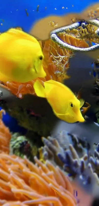 Vibrant yellow fish swimming in colorful coral reefs underwater.