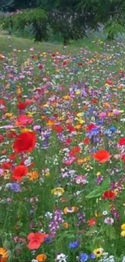 Vibrant wildflower meadow with lush greenery.