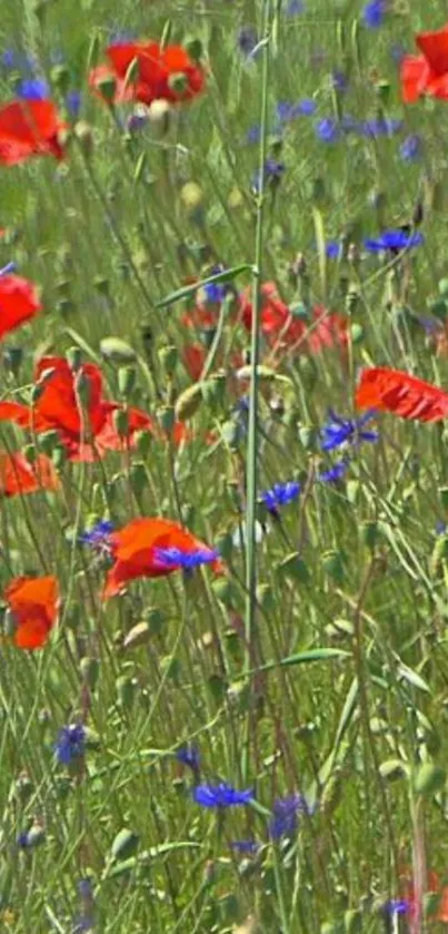 Vibrant wildflower meadow with red and blue blooms.