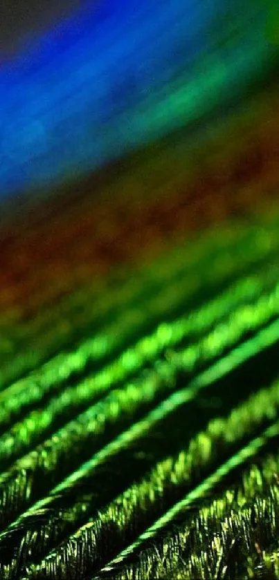 peacock feather Live Wallpaper
