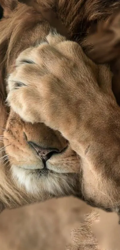 Lion with paw covering face in serene pose.