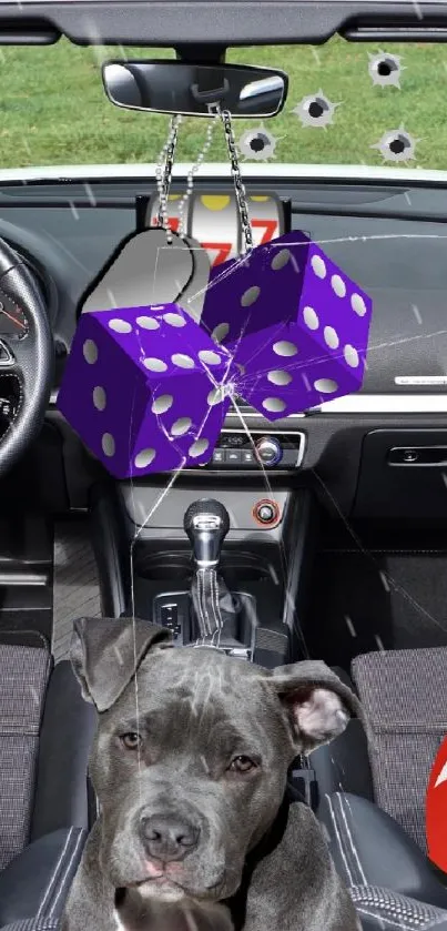 Car interior with black dog and hanging dice.