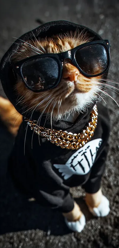 Cool cat wearing a hoodie and sunglasses on a sunny day.
