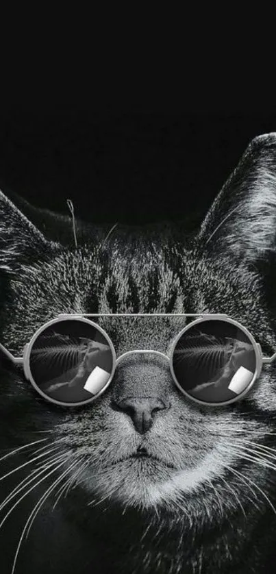 A stylish cat in sunglasses on a dark background for mobile wallpaper.